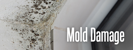 mold damage repair